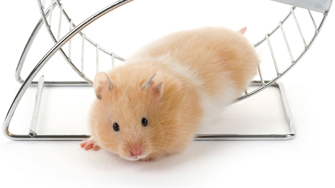 hamster